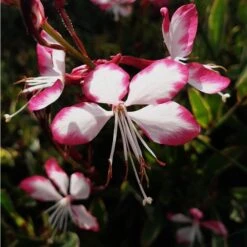Prachtkerze (Gaura Lindheimerii) Freefolk Rosy 11 Prachtkerze (Gaura Lindheimerii) Freefolk Rosy -LICHTNELKE Geschäft freevolk rosie staudeng rtnerei bargest