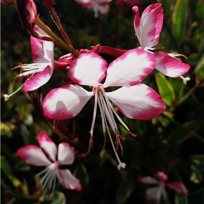 Prachtkerze (Gaura Lindheimerii) Freefolk Rosy 7 Prachtkerze (Gaura Lindheimerii) Freefolk Rosy – Bild 5