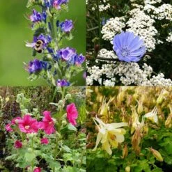 14 Pflanzen (Futter Für Wildbienen) Mix