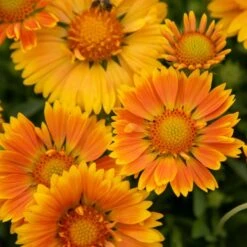 Kokardenblume (Gaillardia Aristata) Spintop Mango