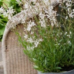 Prachtkerze (Gaura Lindheimerii) Elurra -LICHTNELKE Geschäft gaura lindheimeri prachtkerze elurra flor ii sk