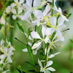 Niedrige Prachtkerze (Gaura Lindheimerii) Snowbird