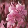 Prachtkerze (Gaura Lindheimerii) Lillipop Pink -LICHTNELKE Geschäft gaura lindheimerii prachtkerze lillipop pink kr ii sk