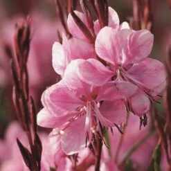 Prachtkerze (Gaura Lindheimerii) Lillipop Pink