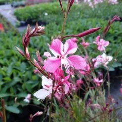 Prachtkerze (Gaura Lindheimerii) Siskiyou Pink 7 Prachtkerze (Gaura Lindheimerii) Siskiyou Pink -LICHTNELKE Geschäft gaura lindheimerii prachtkerze siskiyou pink lichtnelke owz i 1