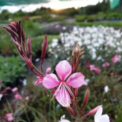 Prachtkerze (Gaura Lindheimerii) Siskiyou Pink 9 Prachtkerze (Gaura Lindheimerii) Siskiyou Pink -LICHTNELKE Geschäft gaura lindheimerii prachtkerze siskiyou pink lichtnelke owz ii
