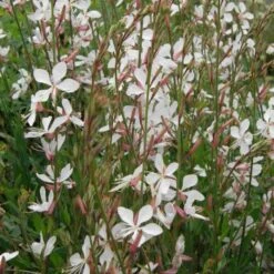 Prachtkerze (Gaura Lindheimerii) Elurra -LICHTNELKE Geschäft gaura lindheimerii prachtkerze weiss lichtnelke i 1