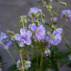 Gefüllter Wiesen-Storchschnabel (Geranium Pratense) Cloud Nine -LICHTNELKE Geschäft geranium storchschnabel cloud nine vf iii