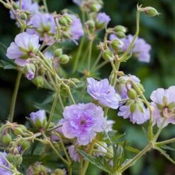 Gefüllter Wiesen-Storchschnabel (Geranium Pratense) Cloud Nine -LICHTNELKE Geschäft geranium storchschnabel cloud nine vf iv