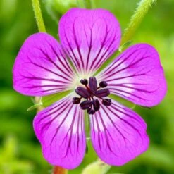 Storchschnabel (Geranium Wallichianum) Kelly Anne