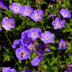 Storchschnabel (Geranium Wallichianum) Rozanne -LICHTNELKE Geschäft geranium wallichianum storchschnabel rozanne lichtnelke owz iii