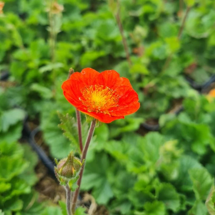 Nelkenwurz (Geum Coccineum) Tosai 5 Nelkenwurz (Geum Coccineum) Tosai – Bild 3