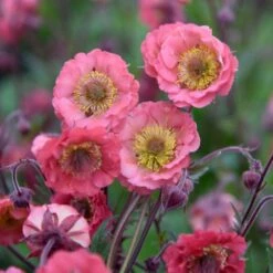 Nelkenwurz (Geum) Pink Petticoats -LICHTNELKE Geschäft geum nelkenwurz pink petticoats vf i sk