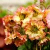 Nelkenwurz (Geum) Pretticoats Peach -LICHTNELKE Geschäft geum nelkenwurz pretticoats peach vf i sk