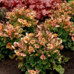 Nelkenwurz (Geum) Pretticoats Peach -LICHTNELKE Geschäft geum nelkenwurz pretticoats peach vf ii sk