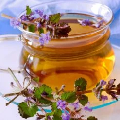 Gundermann (Glechoma Hederacea)