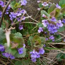 Gundermann (Glechoma Hederacea) -LICHTNELKE Geschäft glechoma hederacea gundermann lichtnelke owz ii
