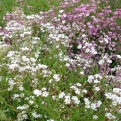 28 Pflanzen (für Trockenmauern) Mix 15 28 Pflanzen (für Trockenmauern) Mix -LICHTNELKE Geschäft gypsophila repens zwergschleierkraut alba lichtnelke mix