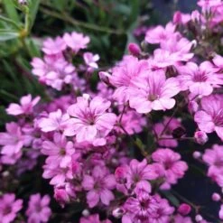 14 Pflanzen (Steingarten Bodendecker In Rosa) Mix -LICHTNELKE Geschäft gypsophila repens zwergschleierkraut rosea lichtnelke mix i