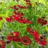 Sonnenbraut (Helenium Autumnale) Red Shades -LICHTNELKE Geschäft helenium autumnale sonnenbraut red shades lichtnelke owz i