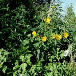 Topinambur (Helianthus Tuberosus) Gigant 7 Topinambur (Helianthus Tuberosus) Gigant -LICHTNELKE Geschäft helianthus tuberosus topinambur lichtnelke owz i