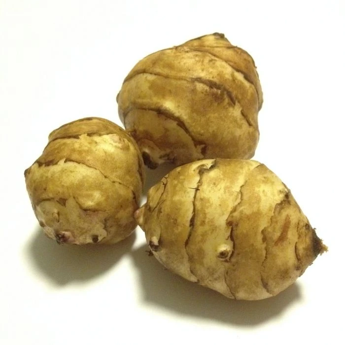 Topinambur (Helianthus Tuberosus) Gigant 4 Topinambur (Helianthus Tuberosus) Gigant – Bild 2