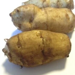 Topinambur (Helianthus Tuberosus) Gute Gelbe -LICHTNELKE Geschäft helianthus tuberosus topinambur gute gelbe iii