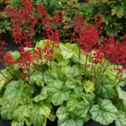 Purpurglöckchen (Heuchera Villosa) Tokyo -LICHTNELKE Geschäft heuchera villosa purpurgl ckchen tokyo tn ii 1
