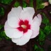 Riesen-Hibiskus (Hibiscus Moscheutos) CAROUSEL Jolly Heart® -LICHTNELKE Geschäft hibiscus moscheutos riesen hibiskus carousel jolly heart pt b i
