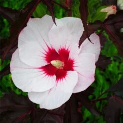 Riesen-Hibiskus (Hibiscus Moscheutos) CAROUSEL Jolly Heart®