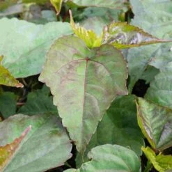 Riesen-Hibiskus (Hibiscus Moscheutos) PLANET Griotte Tangri® -LICHTNELKE Geschäft hibiscus moscheutos riesen hibiskus planet griotte tangri lichtnelke sv i