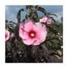 Riesen-Hibiskus (Hibiscus Moscheutos) Summer Storm® -LICHTNELKE Geschäft hibiscus moscheutos riesen hibiskus summer storm vw i