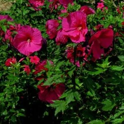 Riesen-Hibiskus (Hibiscus Moscheutos) SUMMERIFIC My Valentine® -LICHTNELKE Geschäft hibiscus moscheutos riesen hibiskus summerific my valentine kr ii sk