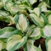 Bergfunkie (Hosta Sieboldiana) Hans -LICHTNELKE Geschäft hosta sieboldiana bergfunkie hans lichtnelke owz ii 2