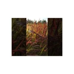 Flammengras / Japanisches Blutgras (Imperata Cylindrica) Red Baron -LICHTNELKE Geschäft hqdefault 2