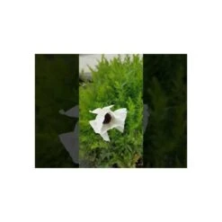 Türkischer Mohn (Papaver Orientale) Royal Wedding -LICHTNELKE Geschäft hqdefault 3