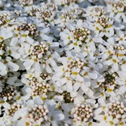 14 Pflanzen (Garten In Weiß) Mix -LICHTNELKE Geschäft iberis sempervirens immergruene schleifenblume fischbeck lichtnelke owz i 1