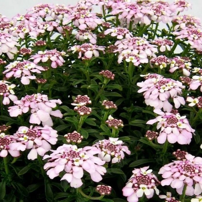 Rosa Schleifenblume (Iberis Sempervirens) Pink Ice 4 Rosa Schleifenblume (Iberis Sempervirens) Pink Ice – Bild 2