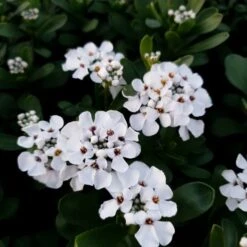 14 Pflanzen (Steingarten Bodendecker In Weiß) Mix -LICHTNELKE Geschäft iberis sempervirens schleifenblume masterpiece lichtnelke owz i