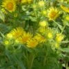 Echter Alant (Inula Helenium) -LICHTNELKE Geschäft inula helenium echter alant lichtnelke owz i