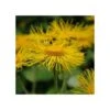 Riesen-Alant (Inula Magnifica) -LICHTNELKE Geschäft inula magnifica riesenalant500