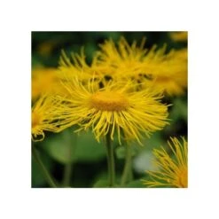 Riesen-Alant (Inula Magnifica)