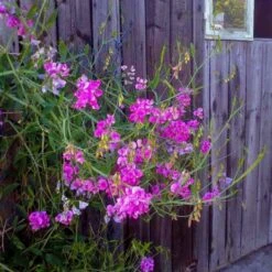Staudenwicke - Platterbse (Lathyrus Latifolius) Pink PEARL