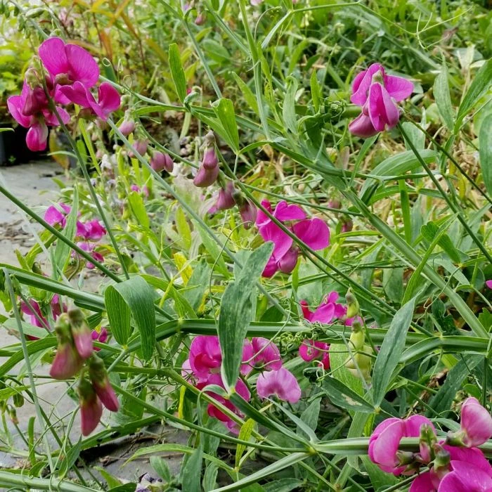 Staudenwicke - Platterbse (Lathyrus Latifolius) Pink PEARL 5 Staudenwicke - Platterbse (Lathyrus Latifolius) Pink PEARL – Bild 3