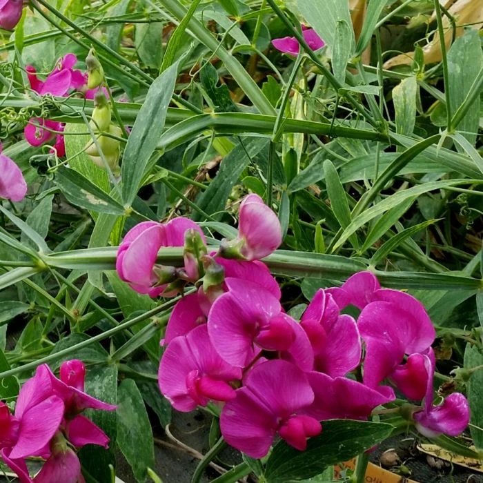 Staudenwicke - Platterbse (Lathyrus Latifolius) Pink PEARL 4 Staudenwicke - Platterbse (Lathyrus Latifolius) Pink PEARL – Bild 2