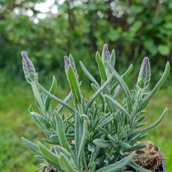 Lavendel (Lavandula Angustifolia) Grosso Ornamental 4 Lavendel (Lavandula Angustifolia) Grosso Ornamental – Bild 2