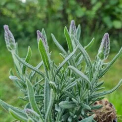 Lavendel (Lavandula Angustifolia) Grosso Ornamental 7 Lavendel (Lavandula Angustifolia) Grosso Ornamental -LICHTNELKE Geschäft lavandula angustifolia lavendel grosso ornamental lichtnelke owz ii