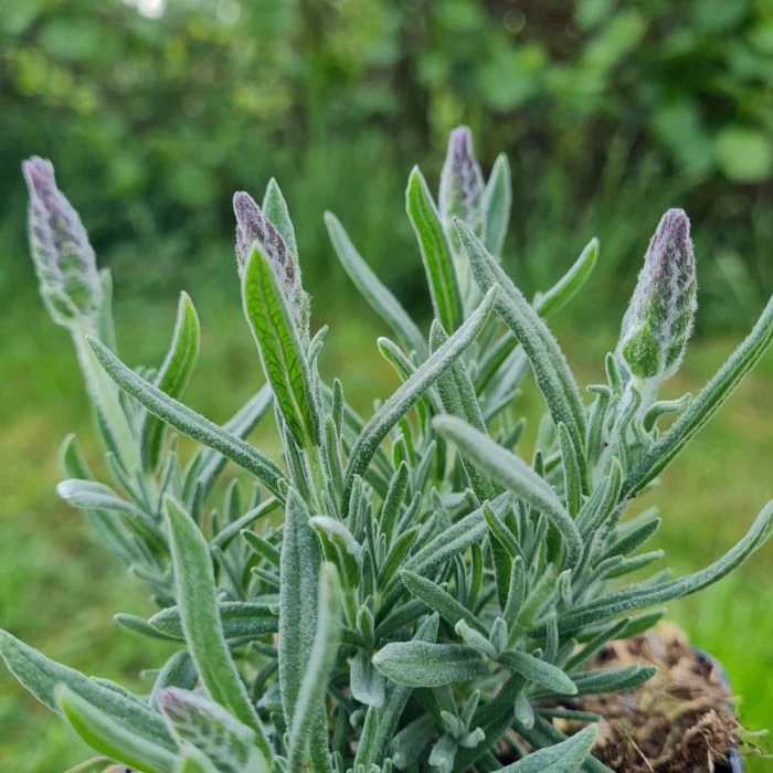 Lavendel (Lavandula Angustifolia) Grosso Ornamental 5 Lavendel (Lavandula Angustifolia) Grosso Ornamental – Bild 3