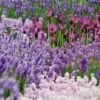Echter Lavendel (Lavandula Officinalis) Tasty Grosso -LICHTNELKE Geschäft lavandula angustifolia lavendel tasty grosso flor i sk