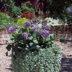 Meerlavendel (Limonium) Purple Parachute -LICHTNELKE Geschäft limonium meerlavendel purple parachute kr i sk